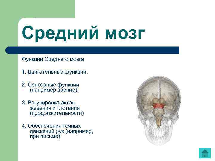 Функции среднего головного мозга человека. Средний мозг структура и функции. Средний мозг строение и функции. Средний мозг строение и функции анатомия. .Средний мозг: основные структуры и функции..