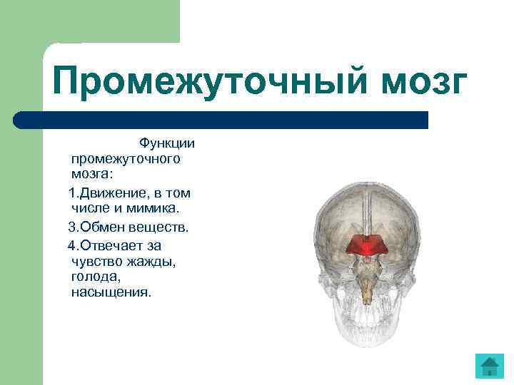 Промежуточный мозг Функции промежуточного мозга: 1. Движение, в том числе и мимика. 3. Обмен