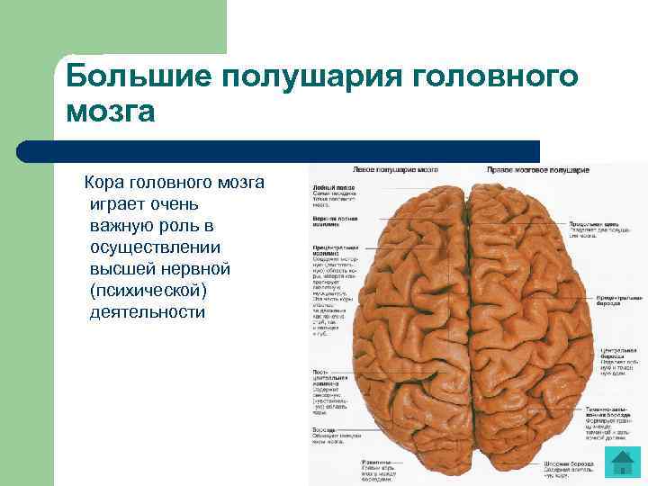 Кора головного мозга фото