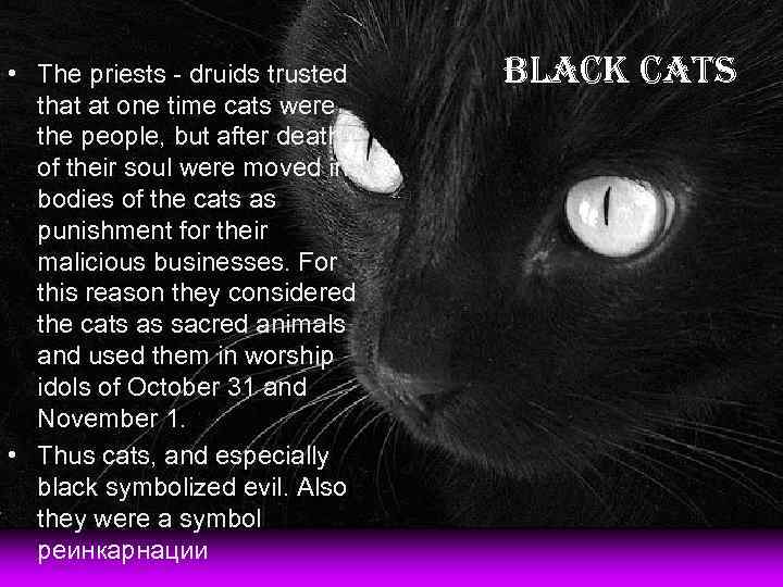  • The priests - druids trusted that at one time cats were the