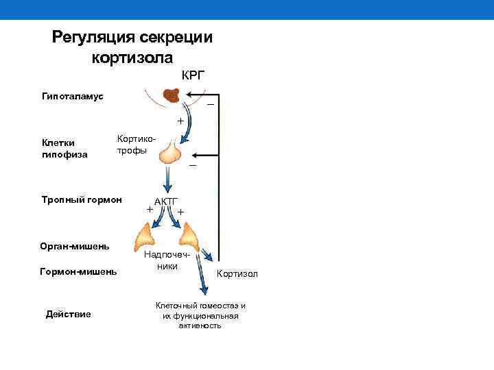 Схема регуляции синтеза и секреции кортизола