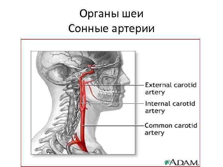 Где сонные артерии у человека на шее фото