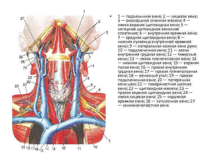  • 1 — подъязычная вена; 2 — лицевая вена; 3 — околоушная слюнная