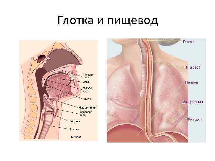 Глотка и пищевод 