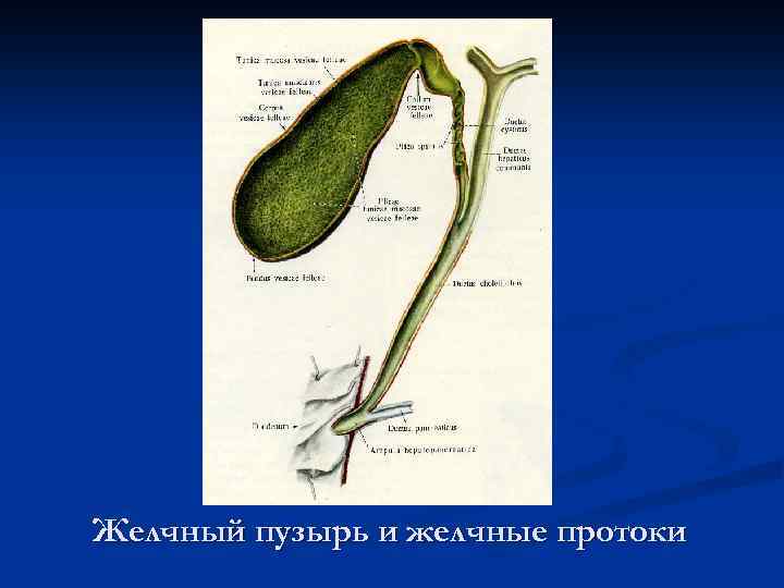 Желчный пузырь и зеленый стул