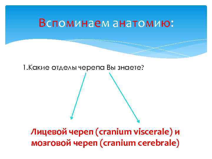 Вспоминаем анатомию: 1. Какие отделы черепа Вы знаете? Лицевой череп (cranium viscerale) и мозговой