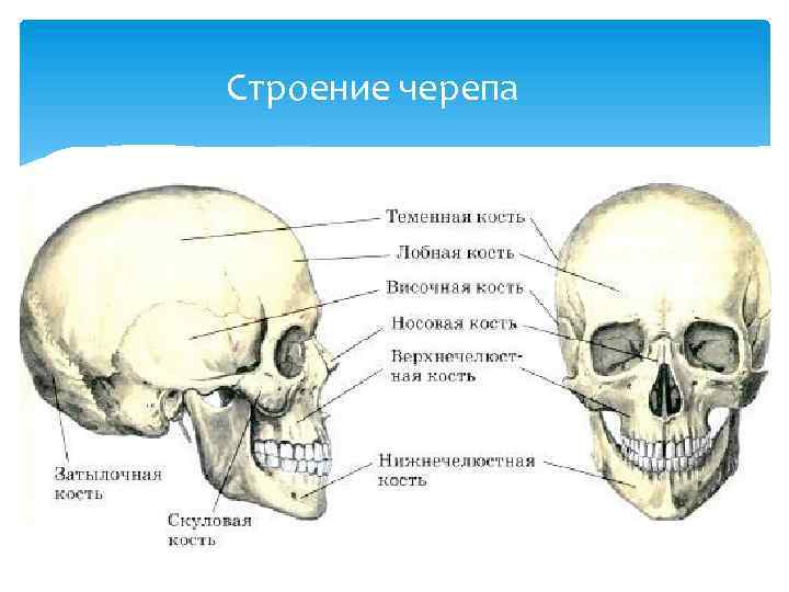 Строение черепа фото