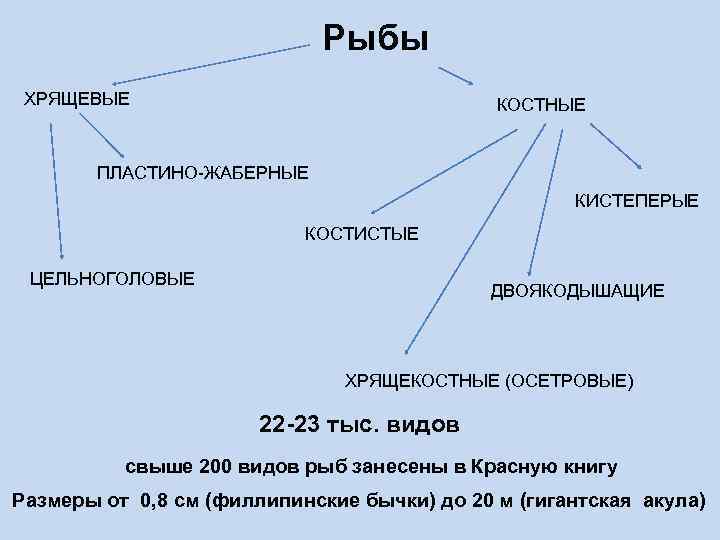 Класс хрящевые рыбы и класс костные рыбы презентация