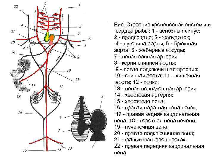 Схема кровеносной системы костистой рыбы