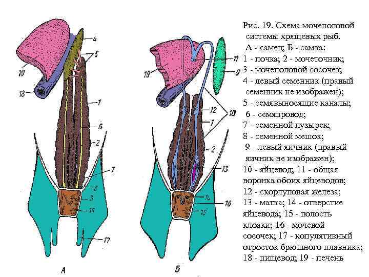 Рис. 19. Схема мочеполовой системы хрящевых рыб. А - самец; Б - самка: 1
