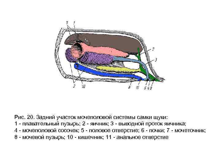 Рис. 20. Задний участок мочеполовой системы самки щуки: 1 - плавательный пузырь; 2 -