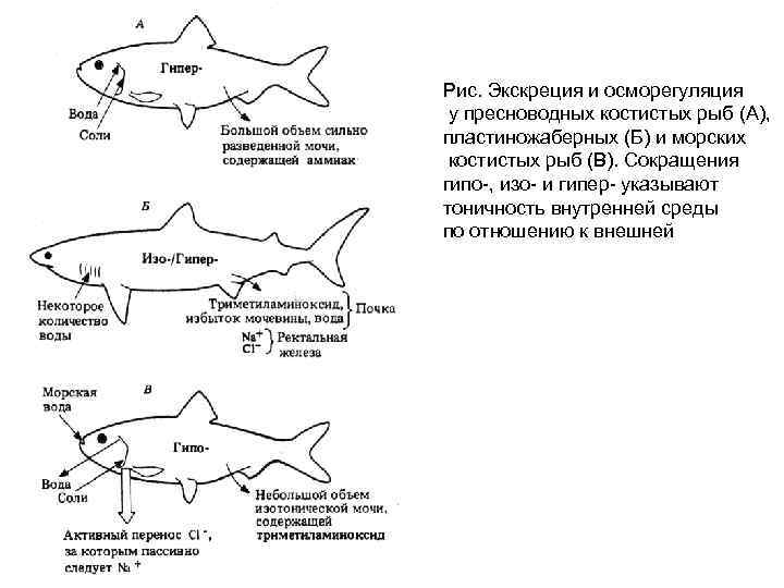 Рис. Экскреция и осморегуляция у пресноводных костистых рыб (А), пластиножаберных (Б) и морских костистых