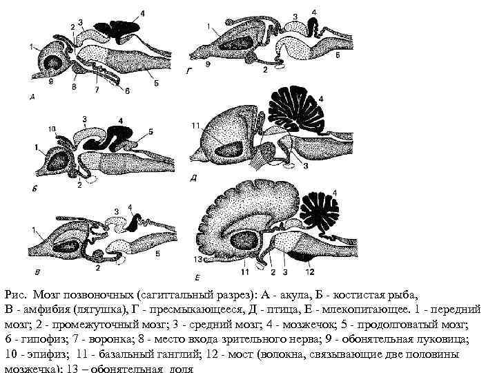 Мозг представителя какой систематической группы изображен на рисунке млекопитающих рыб