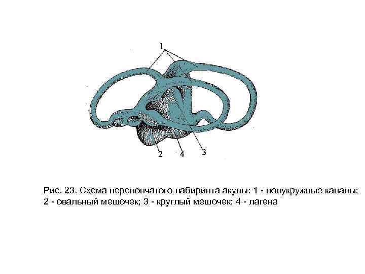 Схема перепончатого лабиринта