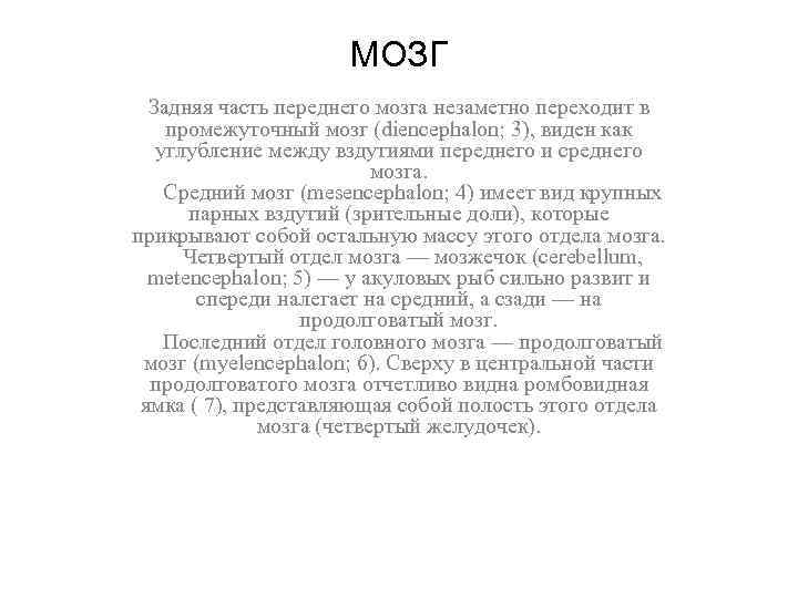 МОЗГ Задняя часть переднего мозга незаметно переходит в промежуточный мозг (diencephalon; 3), виден как