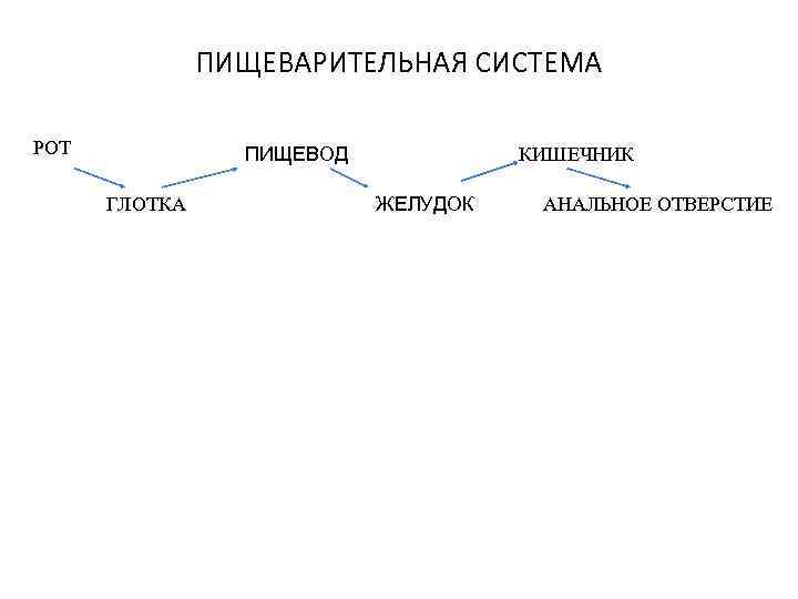 ПИЩЕВАРИТЕЛЬНАЯ СИСТЕМА РОТ ПИЩЕВОД ГЛОТКА КИШЕЧНИК ЖЕЛУДОК АНАЛЬНОЕ ОТВЕРСТИЕ 