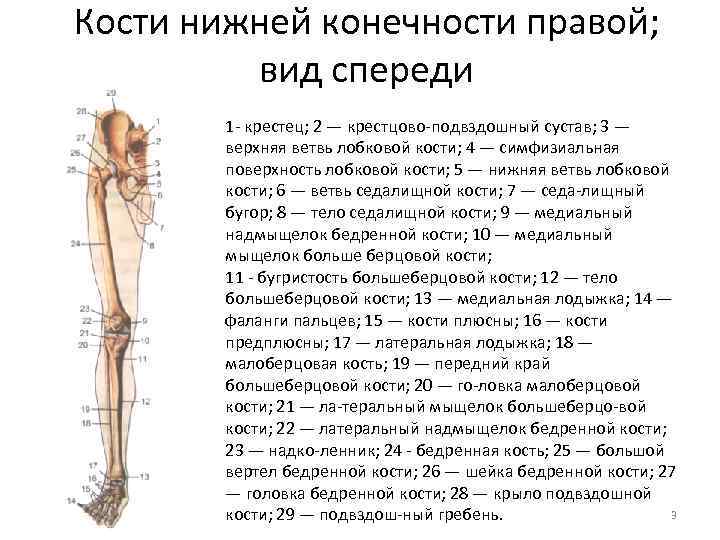 Кости нижней конечности правой; вид спереди 1 крестец; 2 — крестцово подвздошный сустав; 3