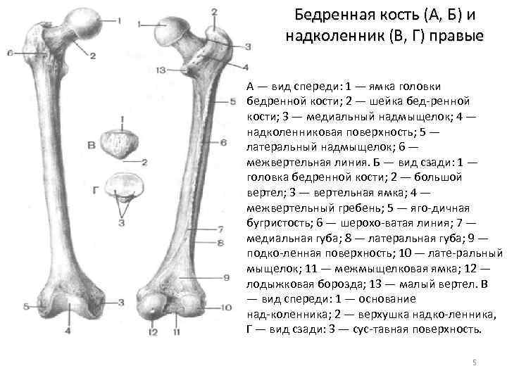Бедренная кость (А, Б) и надколенник (В, Г) правые А — вид спереди: 1