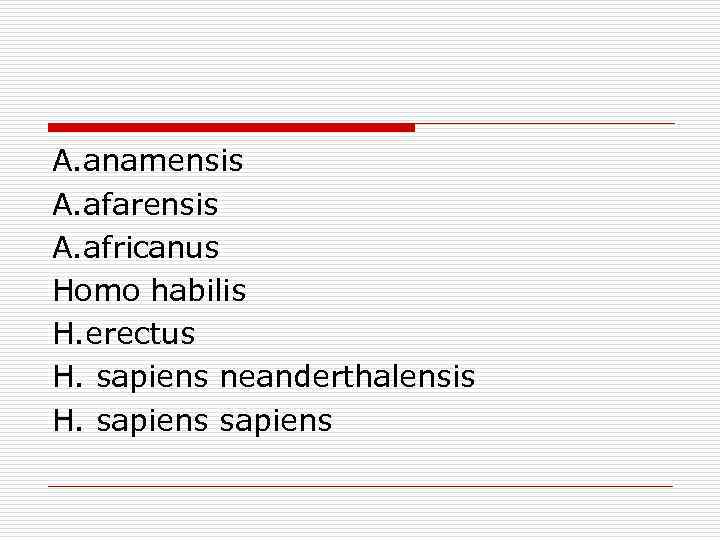 A. anamensis A. afarensis A. africanus Homo habilis H. erectus H. sapiens neanderthalensis H.