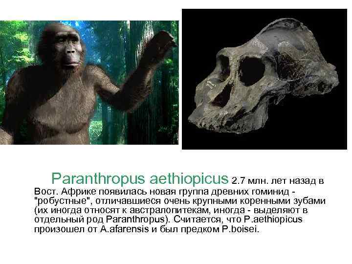 Paranthropus aethiopicus 2. 7 млн. лет назад в Вост. Африке появилась новая группа древних