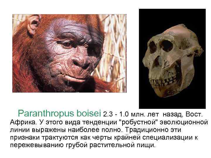 Paranthropus boisei 2. 3 - 1. 0 млн. лет назад, Вост. Африка. У этого