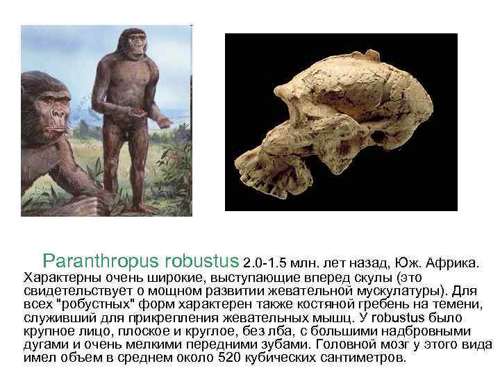 Paranthropus robustus 2. 0 -1. 5 млн. лет назад, Юж. Африка. Характерны очень широкие,