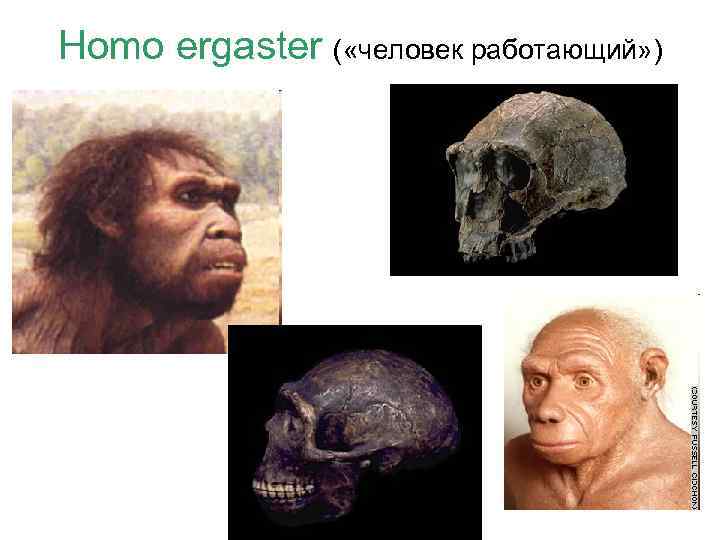 Homo ergaster ( «человек работающий» ) 