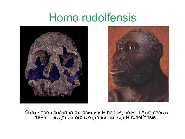 Homo rudolfensis Этот череп сначала относили к H. habilis, но В. П. Алексеев в