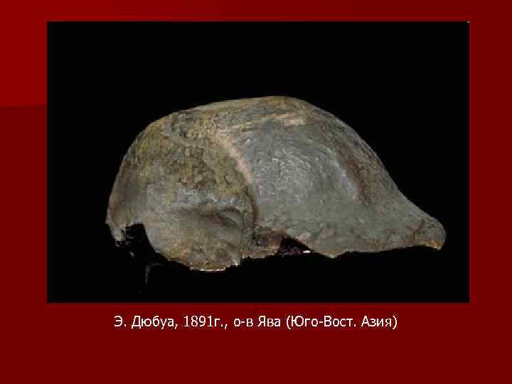 Э. Дюбуа, 1891 г. , о-в Ява (Юго-Вост. Азия) 