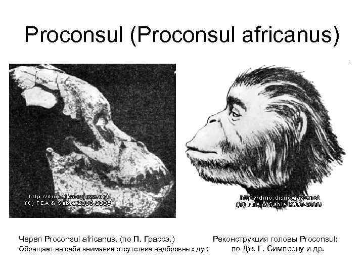 Proconsul (Proconsul africanus) Череп Proconsul africanus. (по П. Грассэ. ) Реконструкция головы Proconsul; Обращает