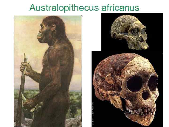 Australopithecus africanus 