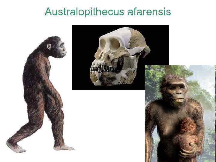 Australopithecus afarensis 