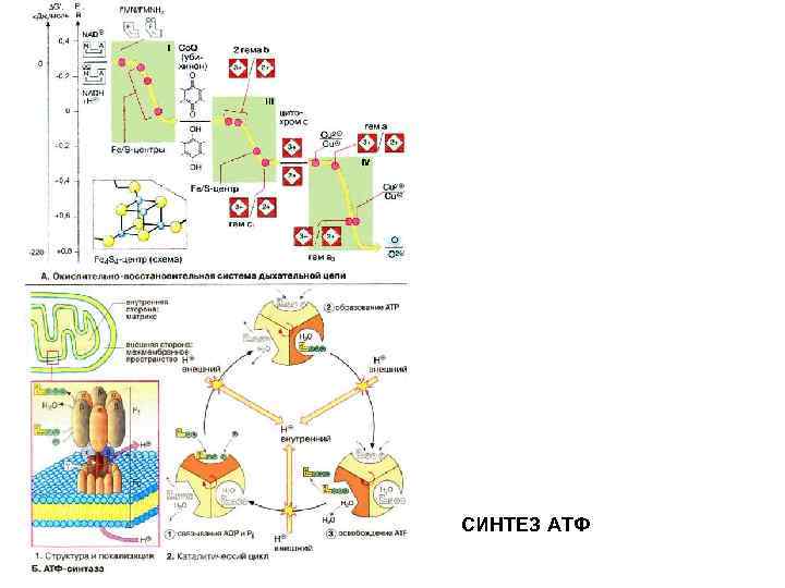 СИНТЕЗ АТФ 