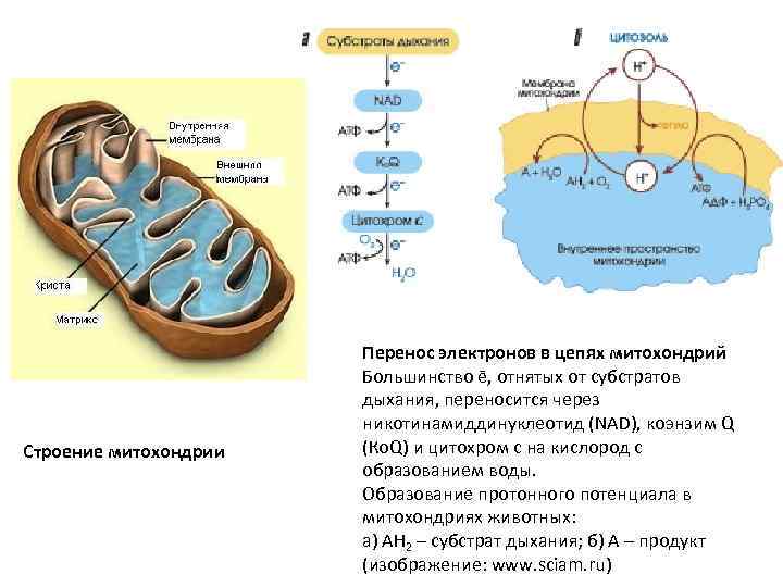 Рассмотрите рисунок на котором представлена схема клеточного дыхания