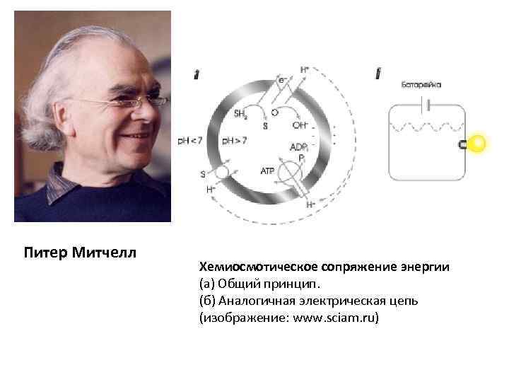 Питер Митчелл Хемиосмотическое сопряжение энергии (а) Общий принцип. (б) Аналогичная электрическая цепь (изображение: www.