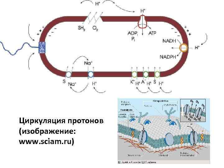 Циркуляция протонов (изображение: www. sciam. ru) 