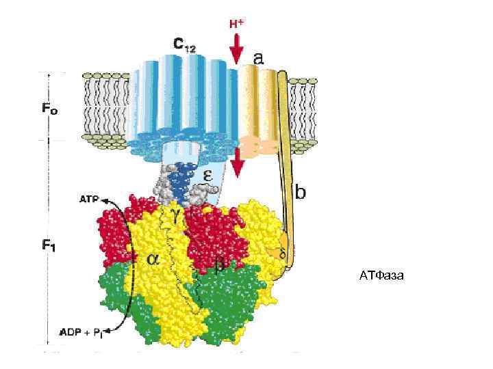 АТФаза 