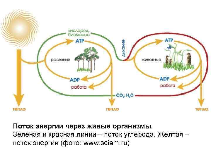 Поток энергии через живые организмы. Зеленая и красная линии – поток углерода. Желтая –