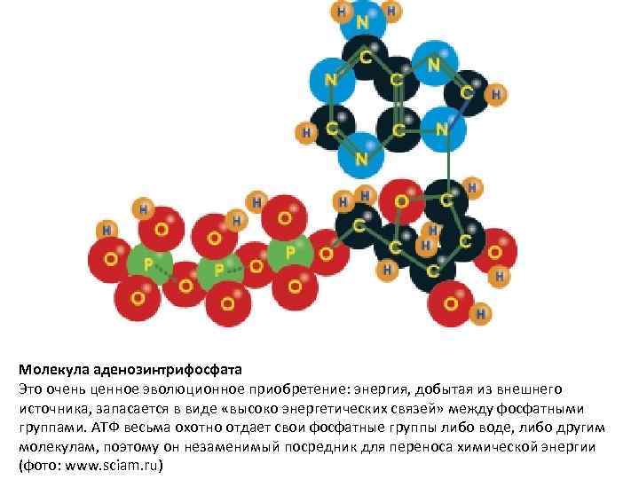 Молекула аденозинтрифосфата Это очень ценное эволюционное приобретение: энергия, добытая из внешнего источника, запасается в