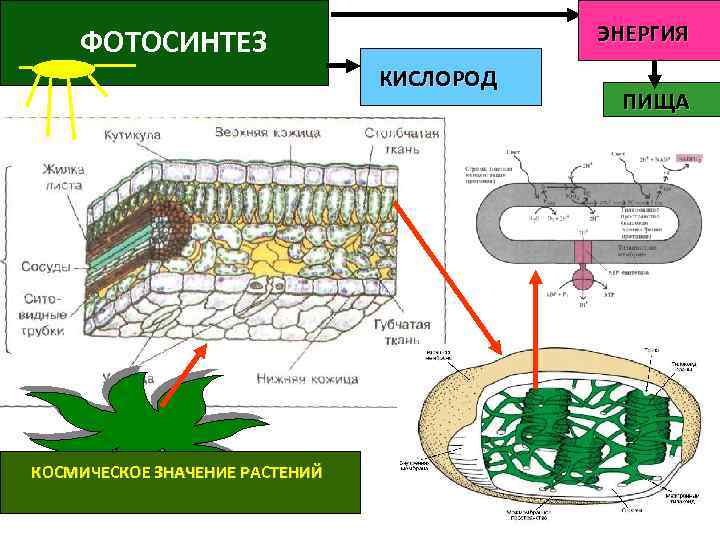 ЭНЕРГИЯ ФОТОСИНТЕЗ КИСЛОРОД КОСМИЧЕСКОЕ ЗНАЧЕНИЕ РАСТЕНИЙ ПИЩА 