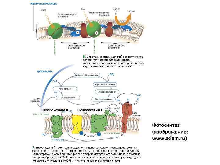 Фотосистема II Фотосистема I Фотосинтез (изображение: www. sciam. ru) 