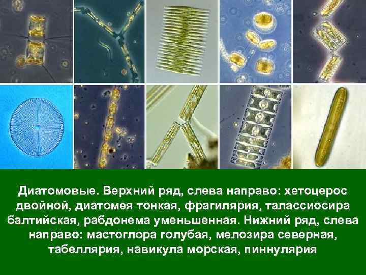Диатомовые. Верхний ряд, слева направо: хетоцерос двойной, диатомея тонкая, фрагилярия, талассиосира балтийская, рабдонема уменьшенная.