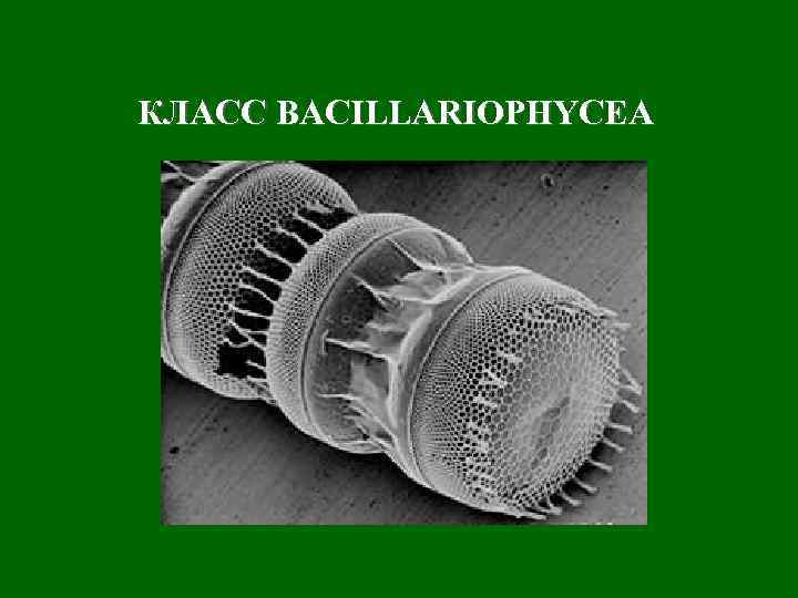 КЛАСС BACILLARIOPHYCEA 