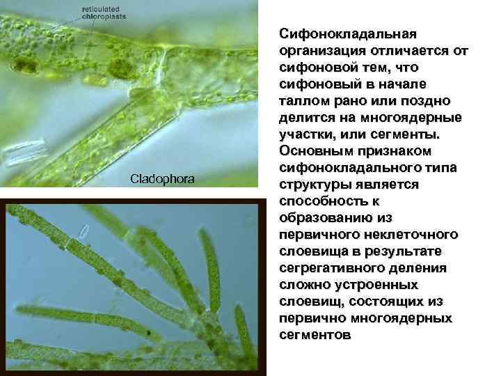 Имеют недифференцированный таллом могут иметь