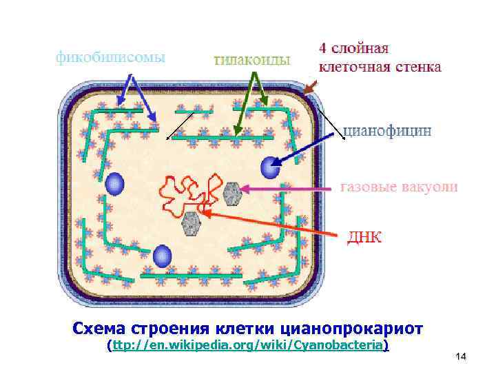 Схема строения клетки цианопрокариот (ttp: //en. wikipedia. org/wiki/Cyanobacteria) 14 