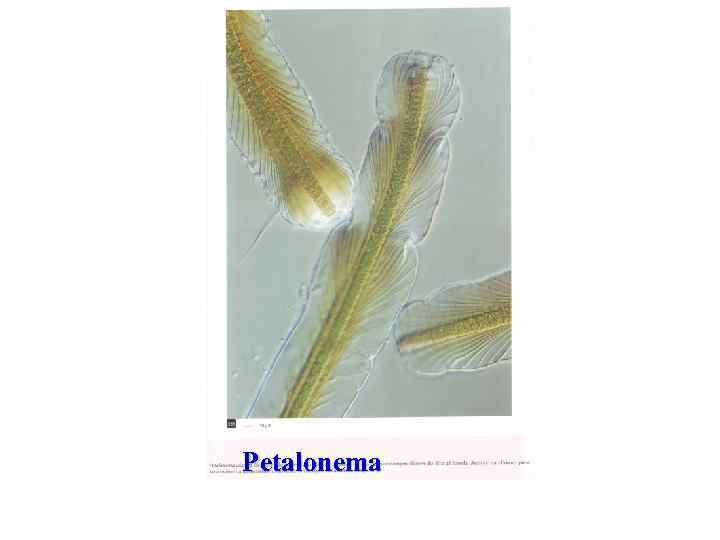 Petalonema 