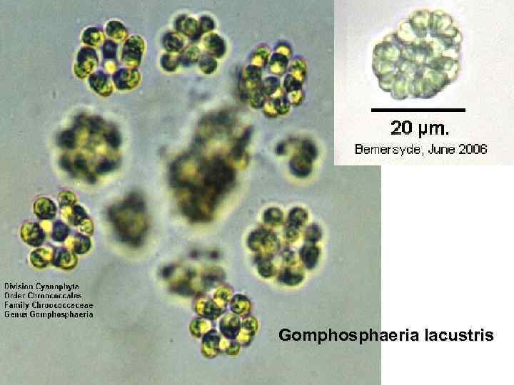 Gomphosphaeria lacustris 