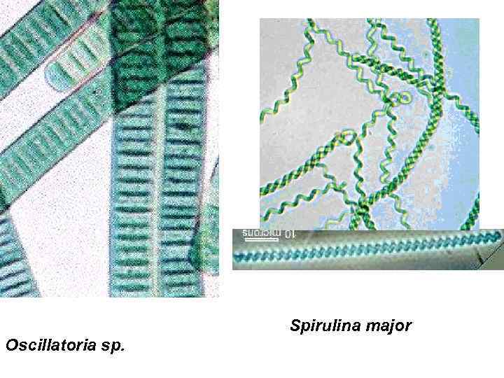 Spirulina major Oscillatoria sp. 