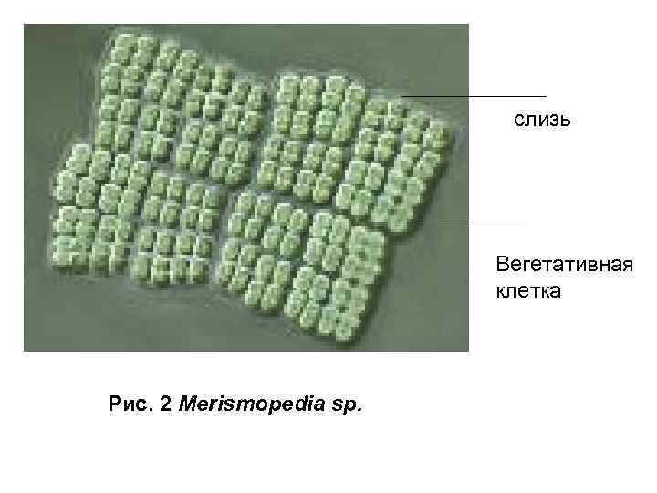 слизь Вегетативная клетка Рис. 2 Merismopedia sp. 