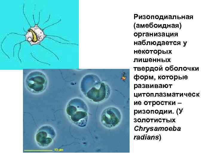 Ризоподиальная (амебоидная) организация наблюдается у некоторых лишенных твердой оболочки форм, которые развивают цитоплазматическ ие
